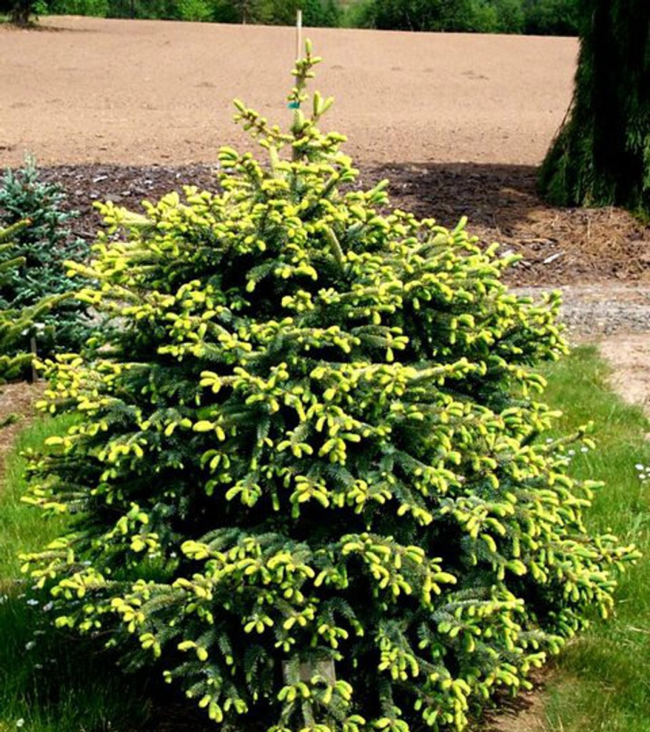 Picea glauca Echiniformis