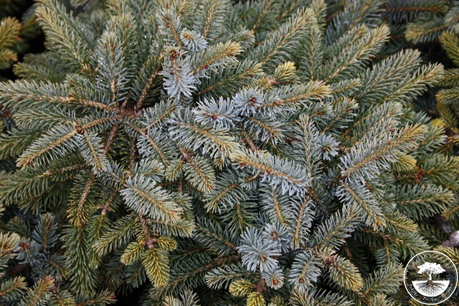 Picea mariorika 'Machala'