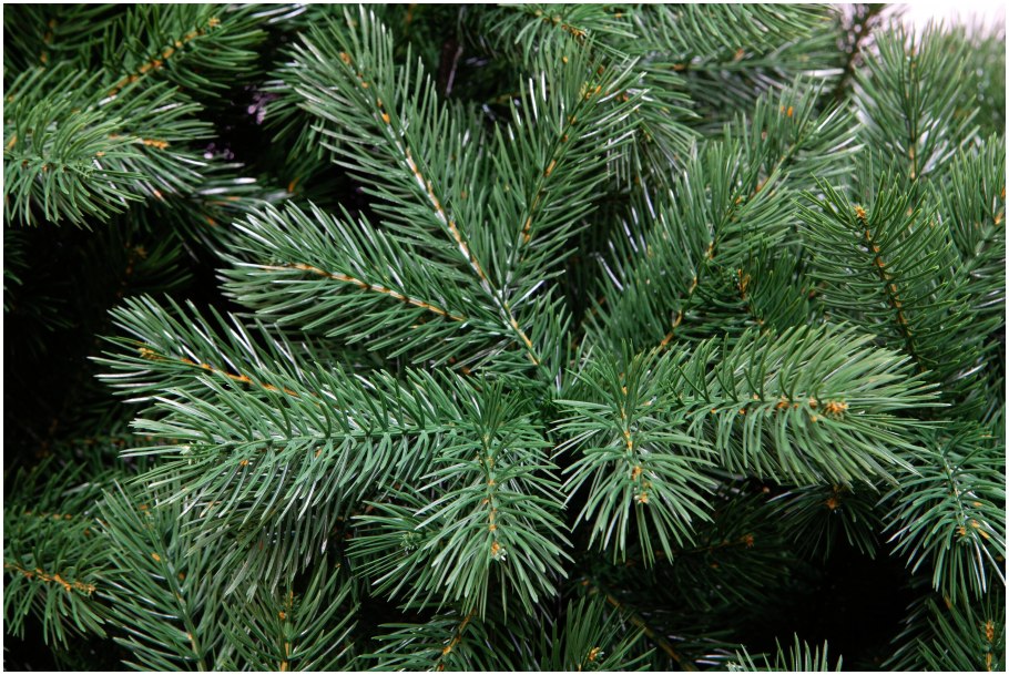 Ель Марианна Ауреа