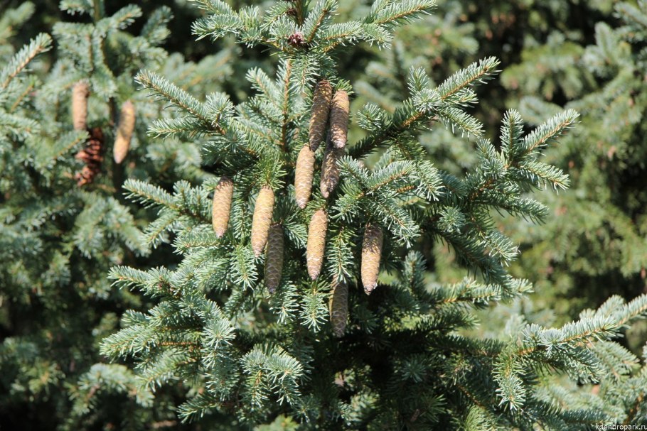 Ель обыкновенная pumila glauca