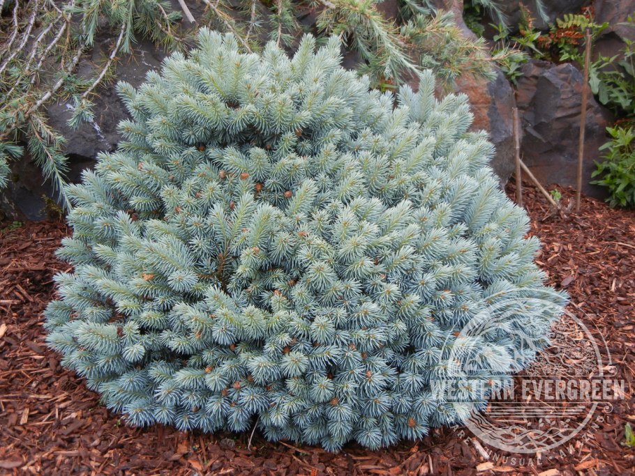 Ель Энгельмана Picea engelmannii