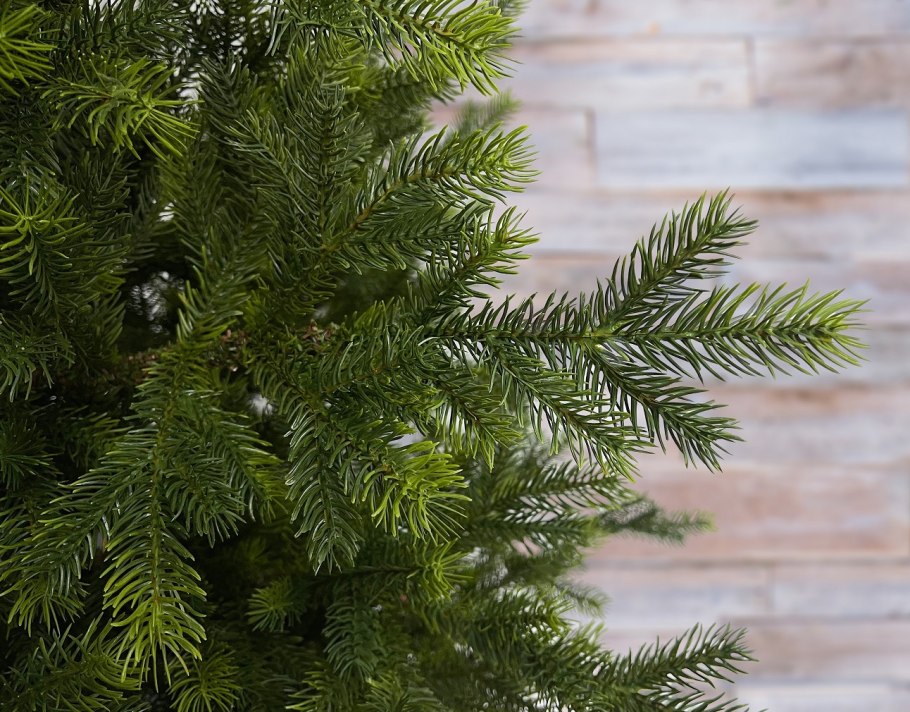 Ель Picea Abies Gold Finch