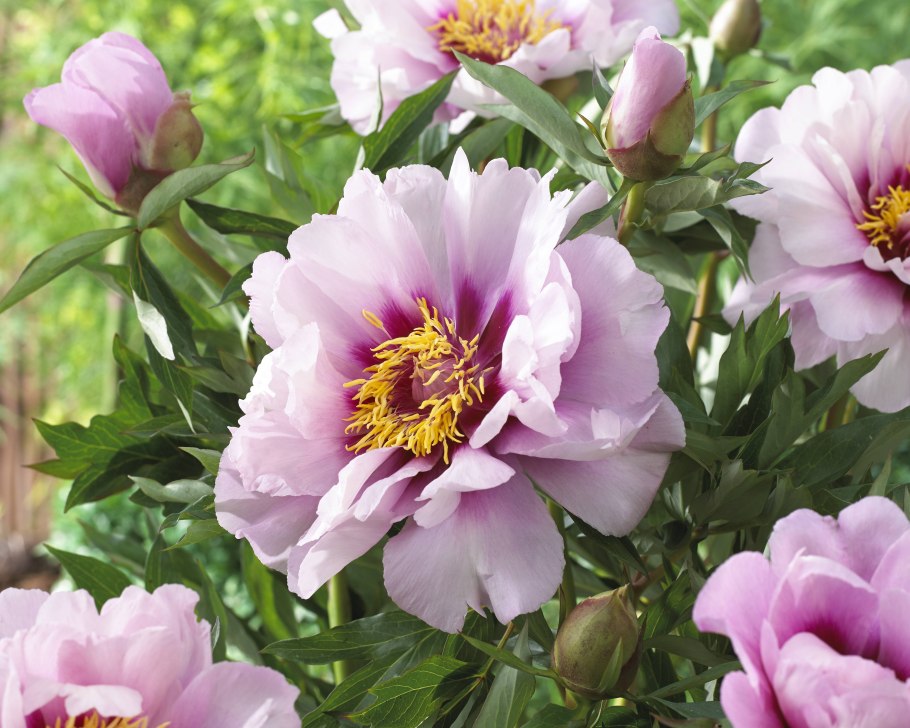 62. Cora Louise ~ Itoh Hybrid