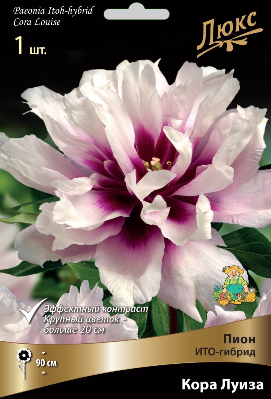 Пион Ито-гибрид Джулия Роуз