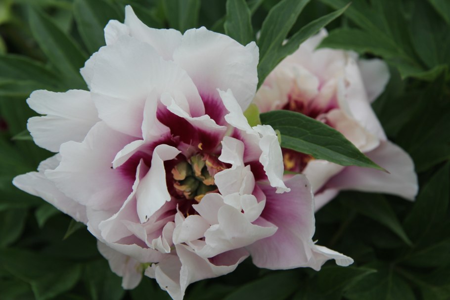 Пион Ито Монинг Лилак