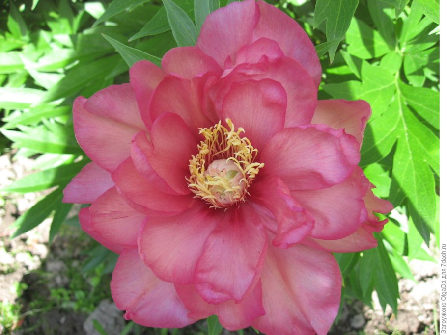 Пион-Ито Ориентал Голд