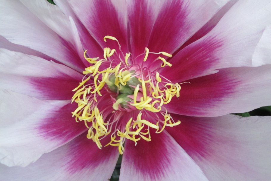 Paeonia lactiflora pecher