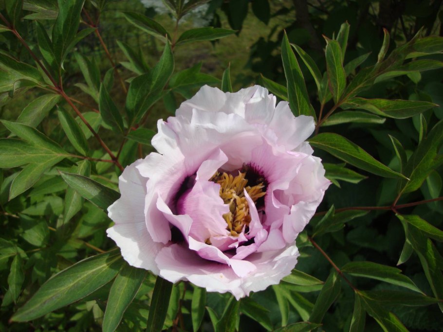 Пионы Ито-гибрид пастель Сплендор цена