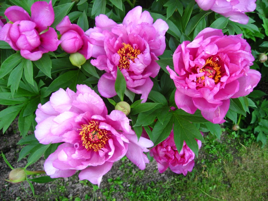 Пион Itoh Hillary