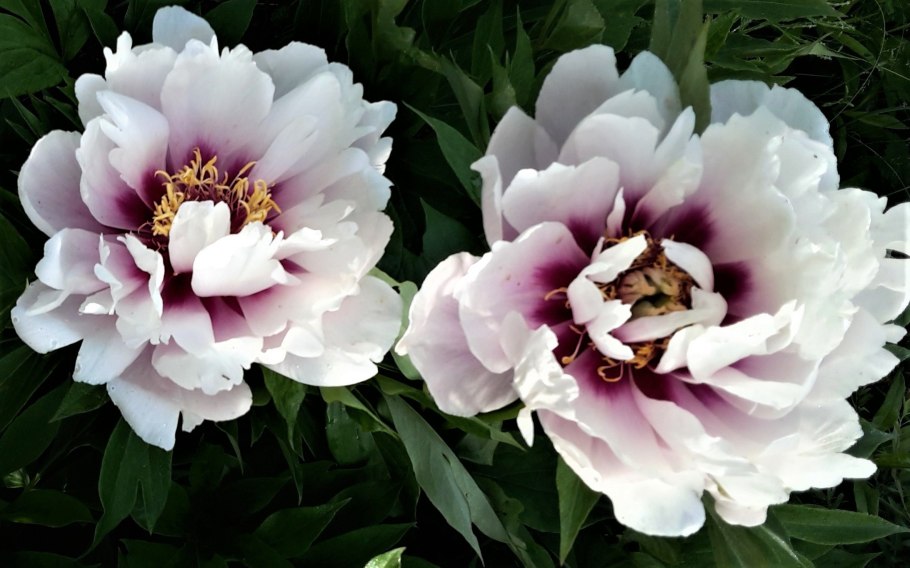 Пион Cora Louise кора Луиза