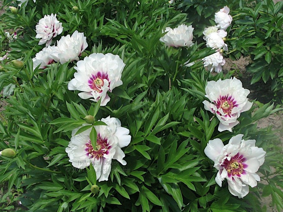 Пион Ито-гибрид кора Луиза (с3,5)