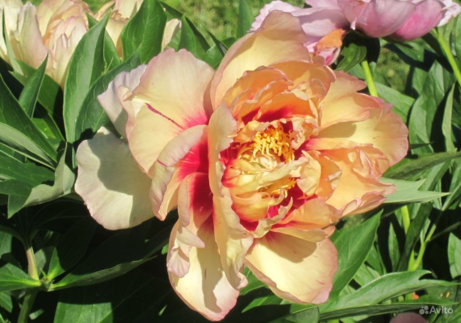 Пион кора Луиза