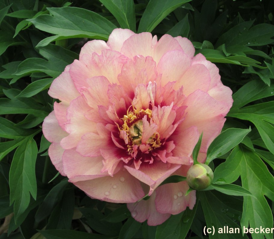 Пион коппер кеттл