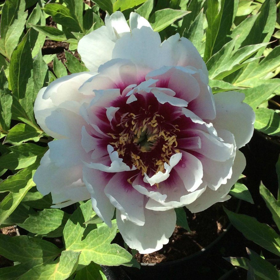 Scrumdidleumptious пион