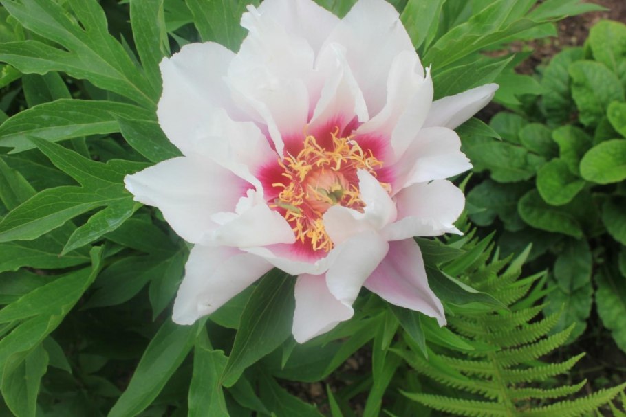 Пионы Ито-гибрид пастель Сплендор цена