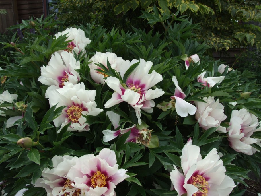 Пион Cora Louise