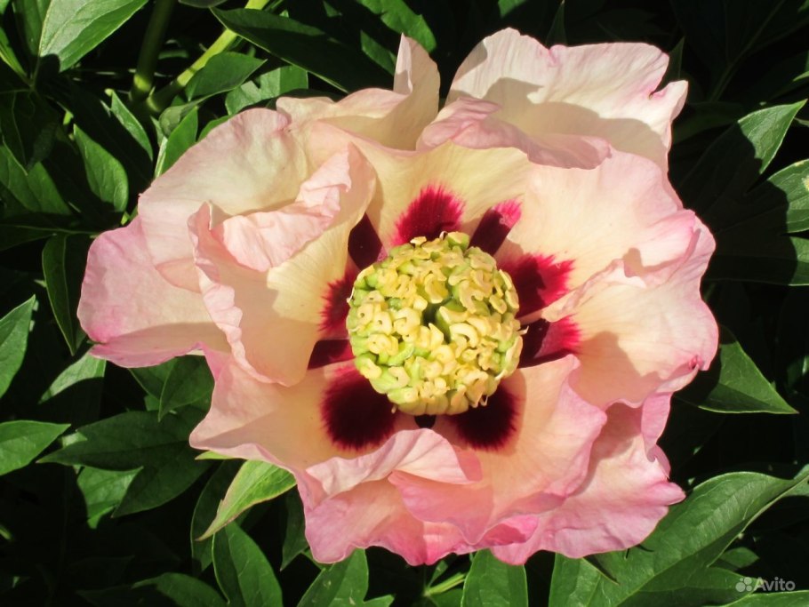 Пион Ито Гарден Треже