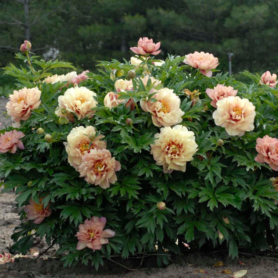 Пион Джулия Роуз