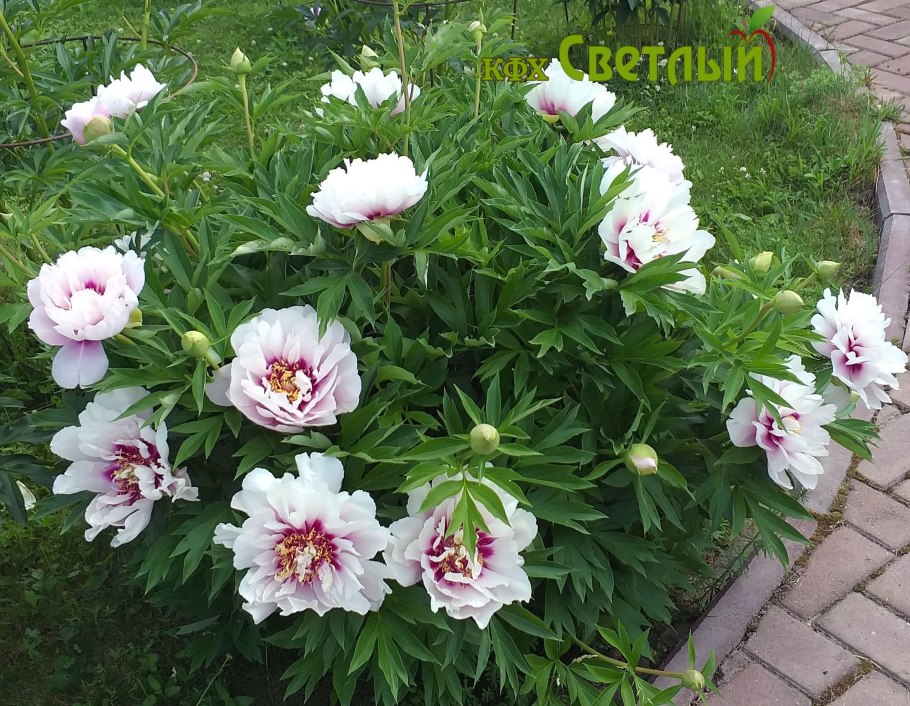 Пион Ито-гибрид " кора Луис"(Paeonia Itoh 'Cora Louise')