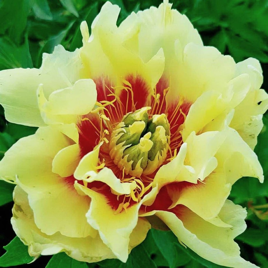 Пион White Emperor Itoh