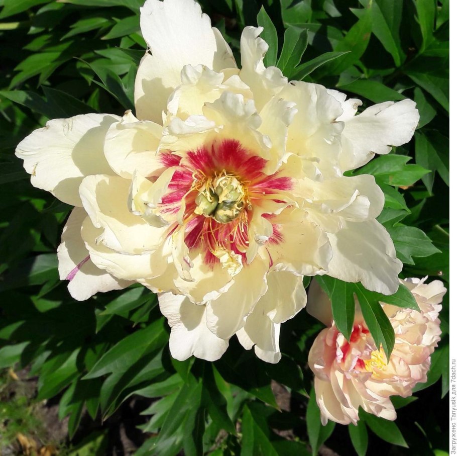 Пион Каролина констебль