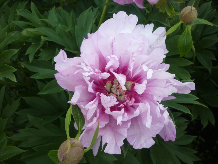 Пион Ито кора Луис