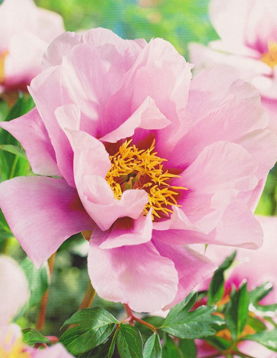 Itoh Hybrid serene Pastel пион