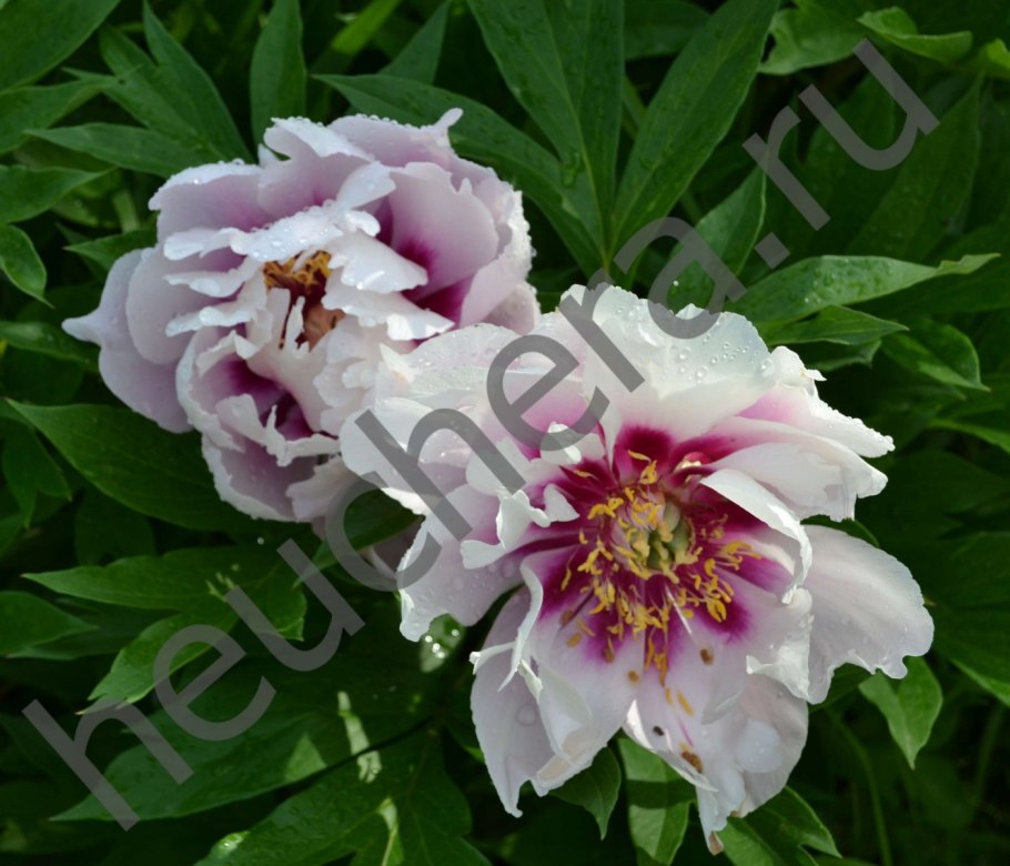 Пион ито кора луиза