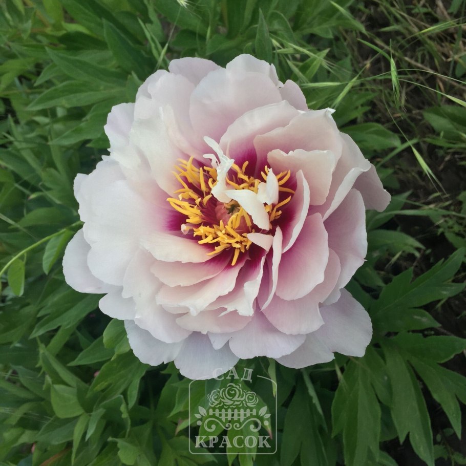 Пион-Ито кора Луиза