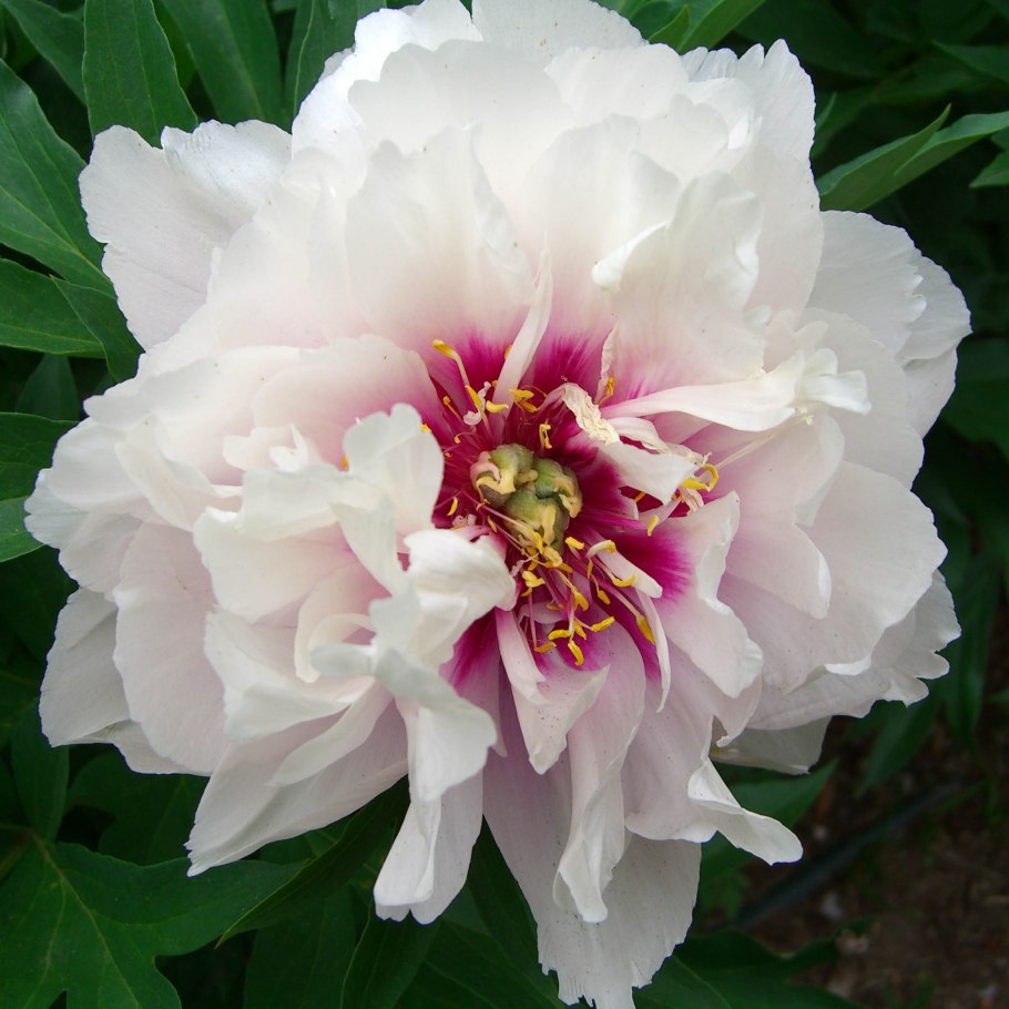 Ито пион Коппер кеттл