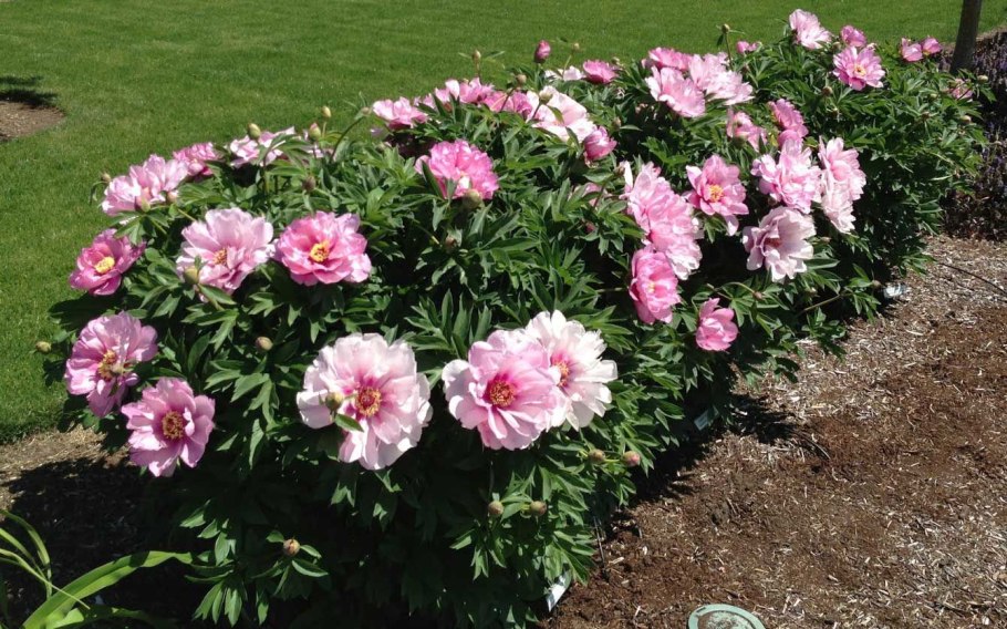 Пион ферст арривал