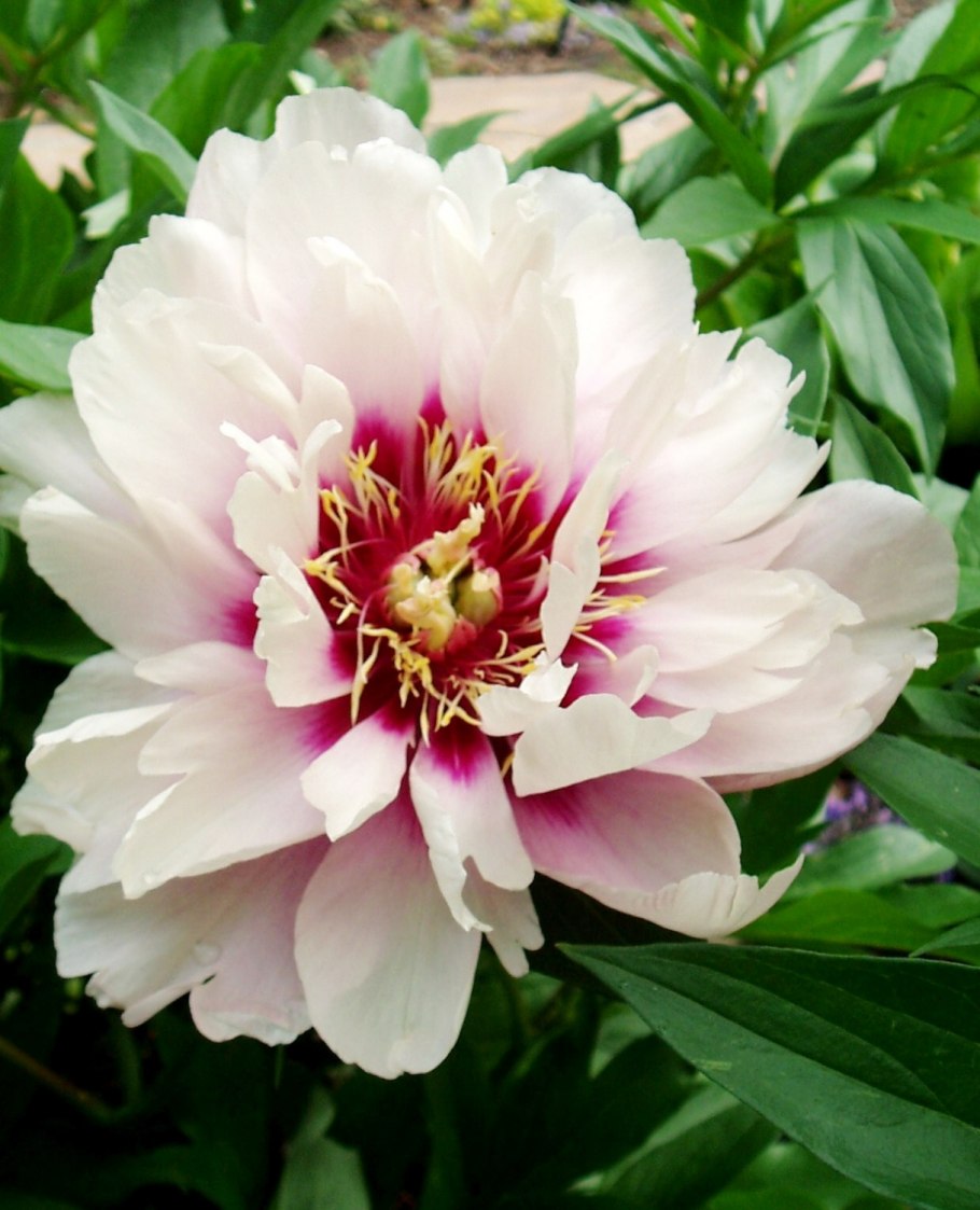 Пион-Ито кора Луиза