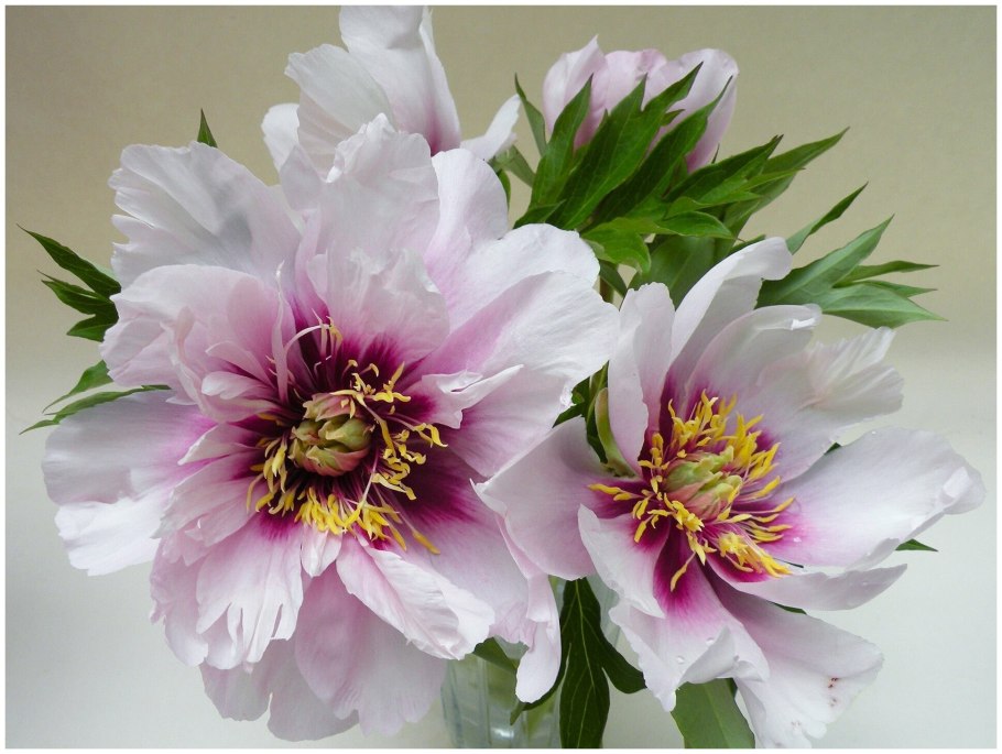 Пион Скрамдидлиапшес