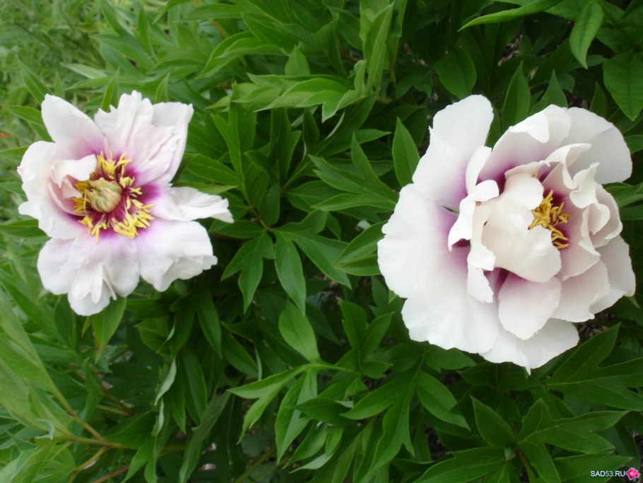 Пион кора луиза