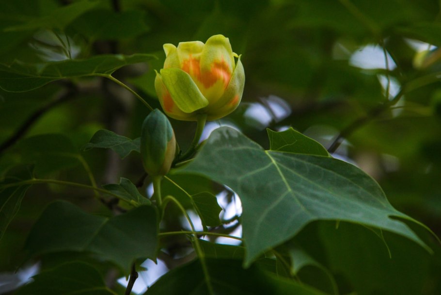 Лириодендрон Тюльпановый Aureomarginatum