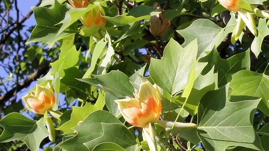 Дерево Tulip Poplar