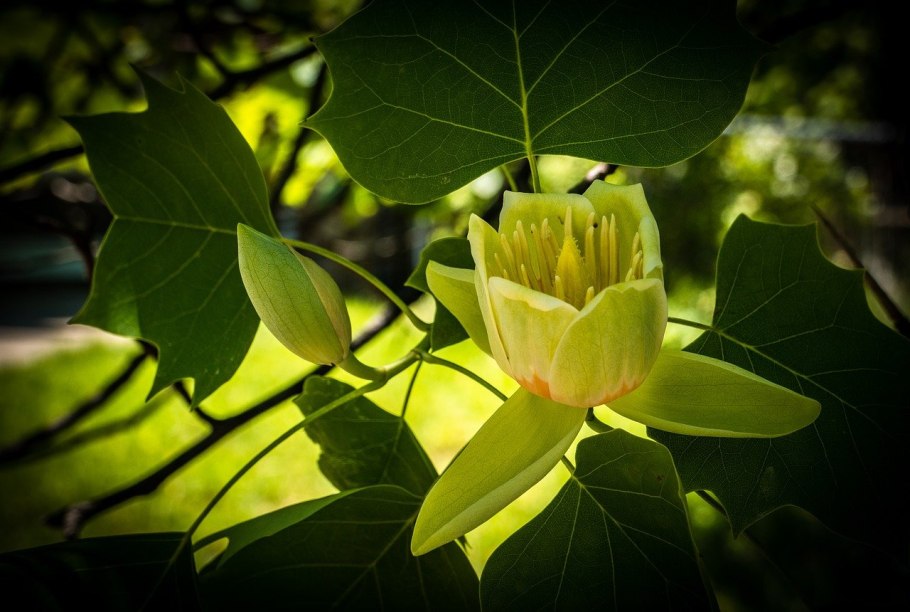 Дерево Tulip Poplar
