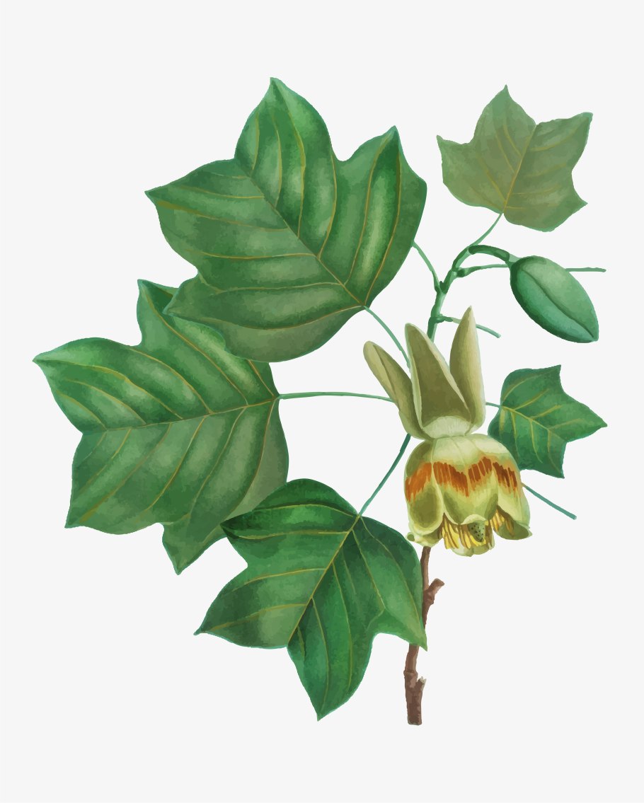 Liriodendron tulipifera Leaf