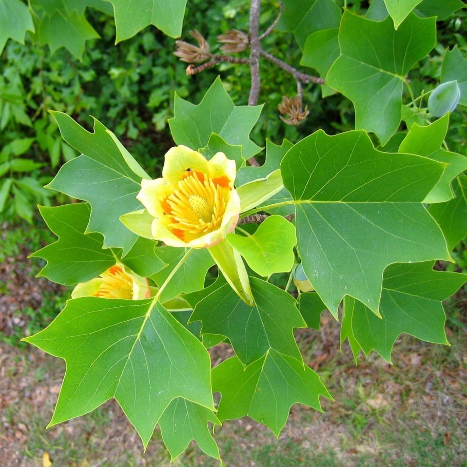 Liriodendron tulipifera 'Aureomarginatum'