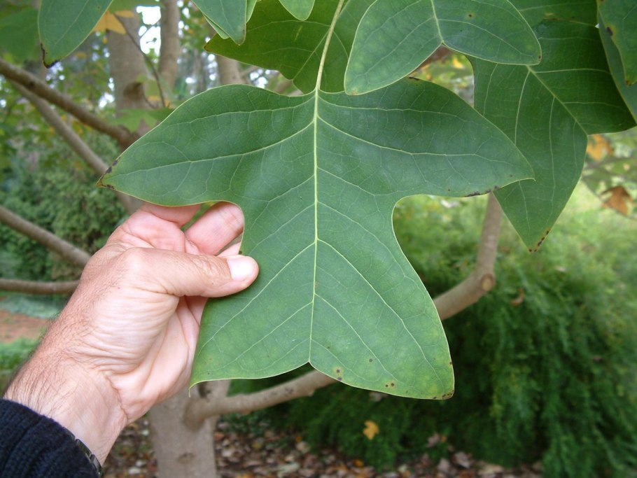 Liriodendron tulipifera fastigiatum