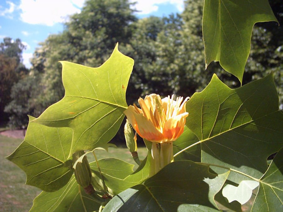 Liriodendron tulipifera Leaf