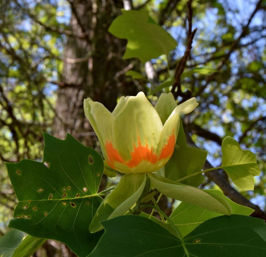 Liriodendron tulipifera Leaf