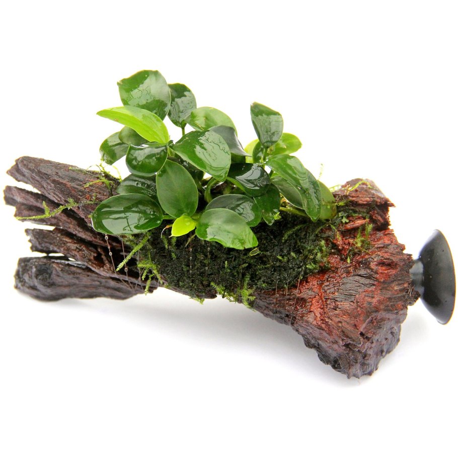 Анубиас Нана бонсай