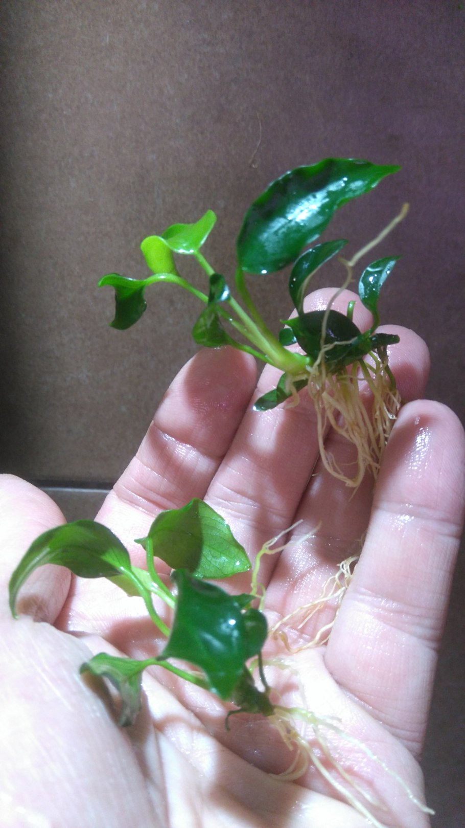 Анубиас бонсай Петит