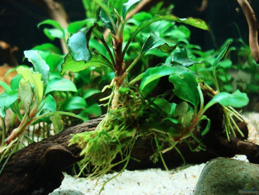 Анубиас бонсай в аквариуме