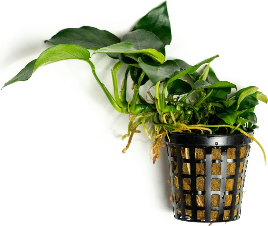 Анубиас Нана карликовый