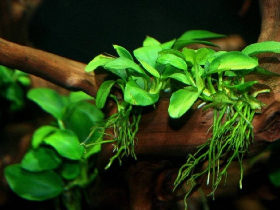 Anubias Nana on Driftwood