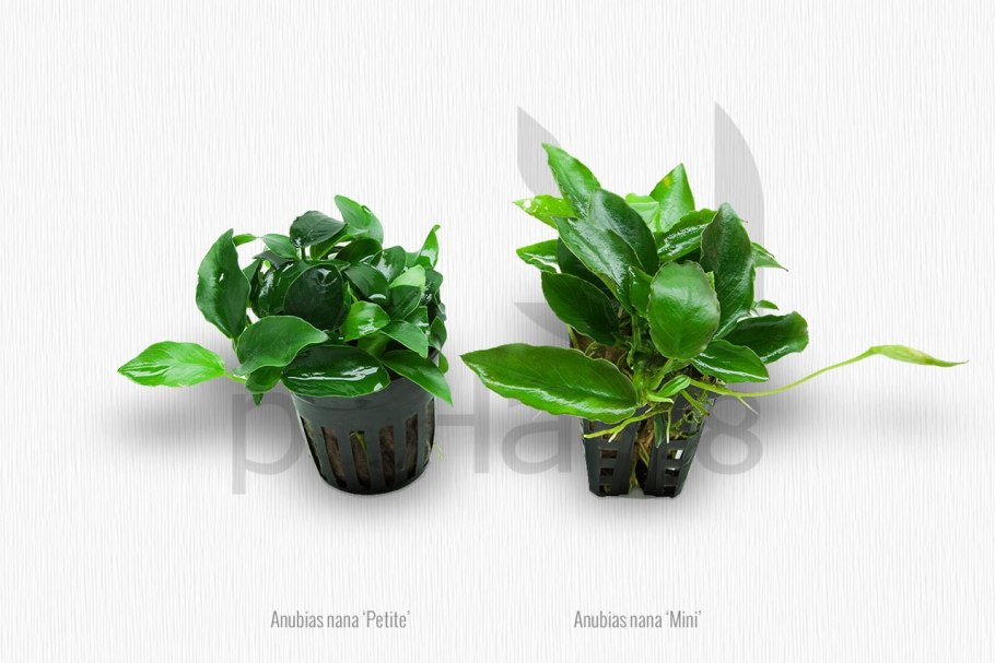 Лава анубиас травник