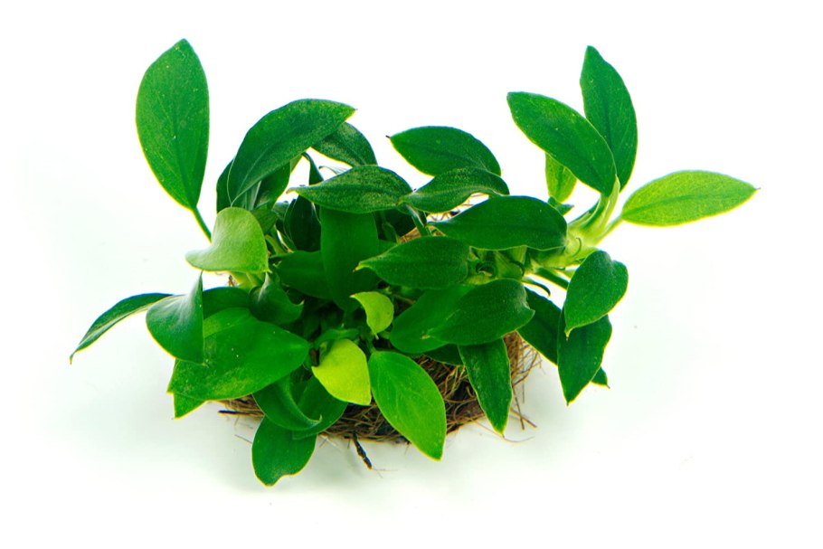 Anubias Nana Bonsai