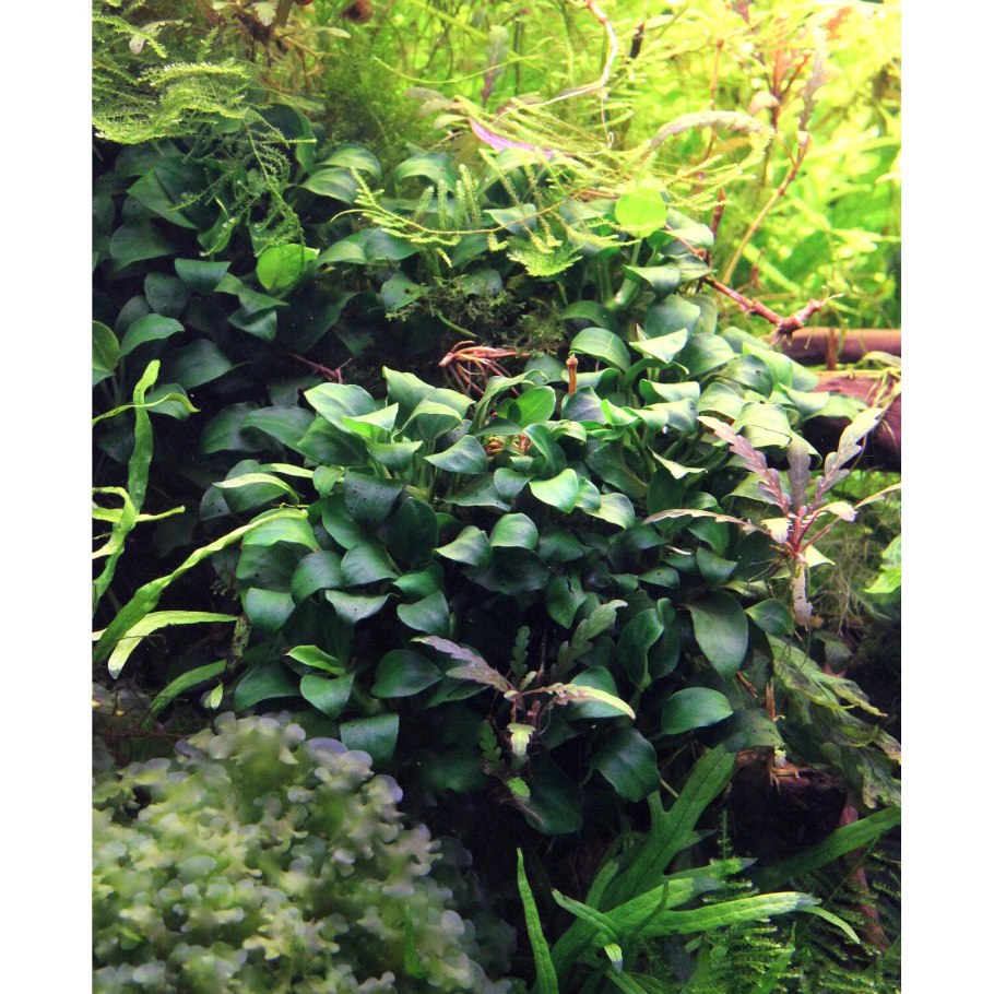 Анубиас Нана, куст